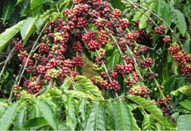 Từ cây cà phê độc canh đến đa dạng nông sản