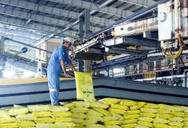 Chủ động nguồn cung để hạn chế tác động từ giá phân bón tăng