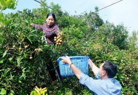 Nông dân Bà Rịa - Vũng Tàu làm giàu nhờ liên kết chặt